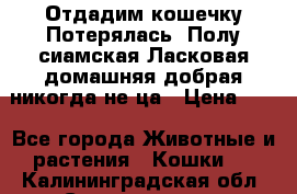 Отдадим кошечку.Потерялась. Полу сиамская.Ласковая,домашняя,добрая,никогда не ца › Цена ­ 1 - Все города Животные и растения » Кошки   . Калининградская обл.,Светлогорск г.